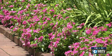 pink flowers bloom along a sidewalk at wing haven