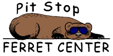 Ferret with sunglasses